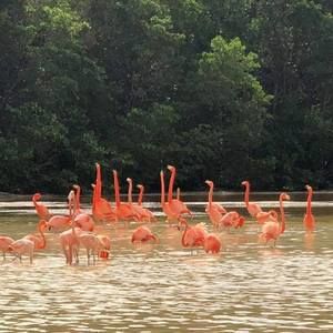 Meet your Posher, Joaquin